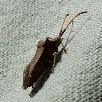 Coreus marginatus on RikenMon's Nature.Guide