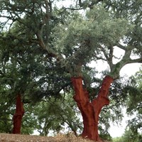 Quercus suber on RikenMon's Nature.Guide