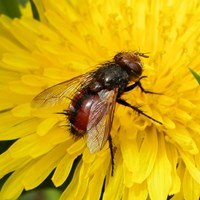 Tachina fera on RikenMon's Nature.Guide