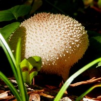 Lycoperdon perlatum on RikenMon's Nature.Guide