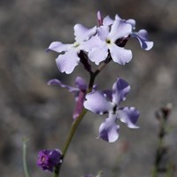 Matthiola sinuata on RikenMon's Nature.Guide