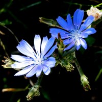 Cichorium intybus on RikenMon's Nature.Guide