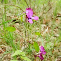 Lunaria annua on RikenMon's Nature.Guide