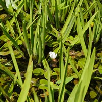 Stratiotes aloides on RikenMon's Nature.Guide