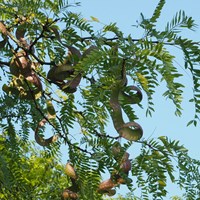 Gleditsia triacanthos on RikenMon's Nature.Guide