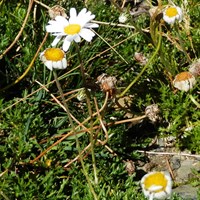 Leucanthemopsis alpina  on RikenMon's Nature.Guide
