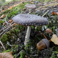 Amanita pantherina on RikenMon's Nature.Guide