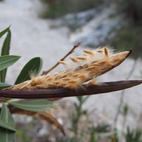 Nerium oleander on RikenMon's Nature.Guide