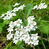 Achillea ptarmica on RikenMon's Nature.Guide