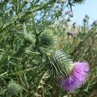 Cirsium vulgare on RikenMon's Nature.Guide