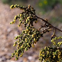 Thymelaea hirsuta on RikenMon's Nature.Guide
