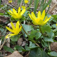 Ranunculus ficaria on RikenMon's Nature.Guide