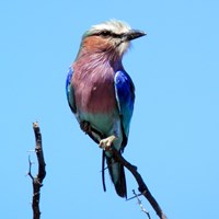 Coracias caudatus on RikenMon's Nature.Guide