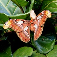 Attacus atlas on RikenMon's Nature.Guide