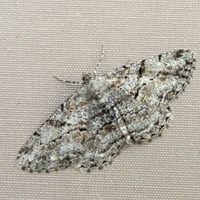 Peribatodes secundaria on RikenMon's Nature.Guide