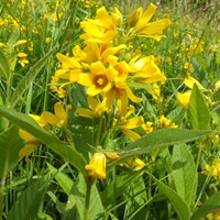 Lysimachia punctata on RikenMon's Nature.Guide