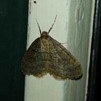 Operophtera brumata on RikenMon's Nature.Guide