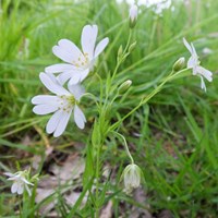 Cerastium arvense on RikenMon's Nature.Guide