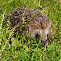 Erinaceus europaeus on RikenMon's Nature.Guide