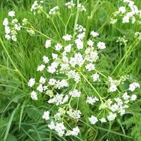 Anthriscus sylvestris on RikenMon's Nature.Guide