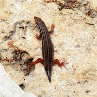 Trachylepis homalocephala  on RikenMon's Nature.Guide