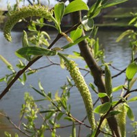 Salix alba on RikenMon's Nature.Guide