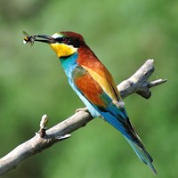 Merops apiaster on RikenMon's Nature.Guide