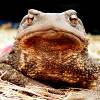Bufo bufo on RikenMon's Nature.Guide