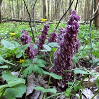 Lathraea squamaria on RikenMon's Nature.Guide