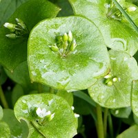 Claytonia perfoliata on RikenMon's Nature.Guide
