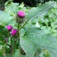 Arctium minus on RikenMon's Nature.Guide