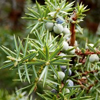 Juniperus communis on RikenMon's Nature.Guide