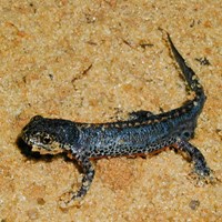 Ichthyosaura alpestris on RikenMon's Nature.Guide