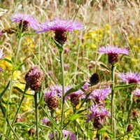 Centaurea jacea on RikenMon's Nature.Guide