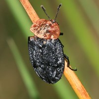 Oiceoptoma thoracicum on RikenMon's Nature.Guide