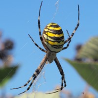 Argiope bruennichi on RikenMon's Nature.Guide