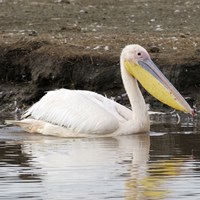 Pelecanus onocrotalus on RikenMon's Nature.Guide