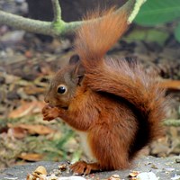 Sciurus vulgaris on RikenMon's Nature.Guide