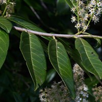 Prunus Laurocerasus on RikenMon's Nature.Guide