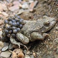 Alytes obstetricans on RikenMon's Nature.Guide
