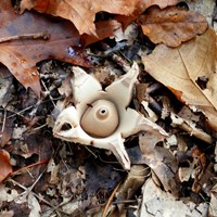 Geastrum triplex on RikenMon's Nature.Guide