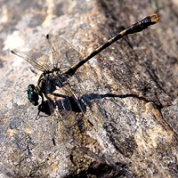 Onychogomphus forcipatus on RikenMon's Nature.Guide