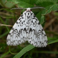 Lymantria monacha on RikenMon's Nature.Guide