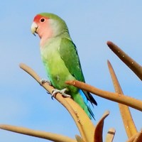 Agapornis roseicollis on RikenMon's Nature.Guide