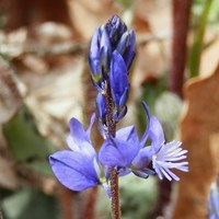 Polygala amarella on RikenMon's Nature.Guide