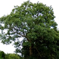 Fraxinus excelsior on RikenMon's Nature.Guide