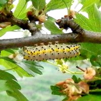 Diloba caeruleocephala on RikenMon's Nature.Guide