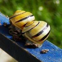 Cepaea hortensis on RikenMon's Nature.Guide