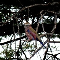 Coracias naevius on RikenMon's Nature.Guide