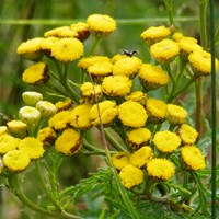 Tanacetum vulgare on RikenMon's Nature.Guide